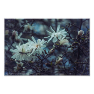 Starry Magnolia 3172 Foto Afdruk
