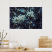 Starry Magnolia 3172 Poster (Keuken)