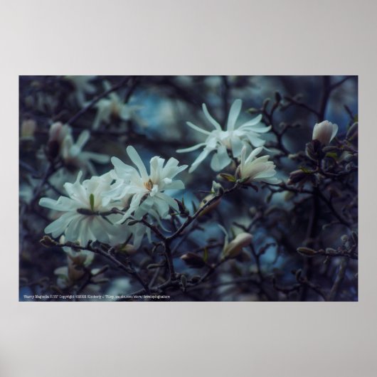 Starry Magnolia 3172 Poster (Voorkant)
