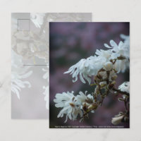 Starry Magnolia 5780