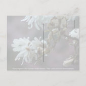 Starry Magnolia 5780 Briefkaart (Achterkant)