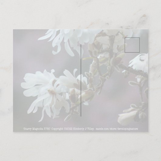Starry Magnolia 5780 Briefkaart (Achterkant)