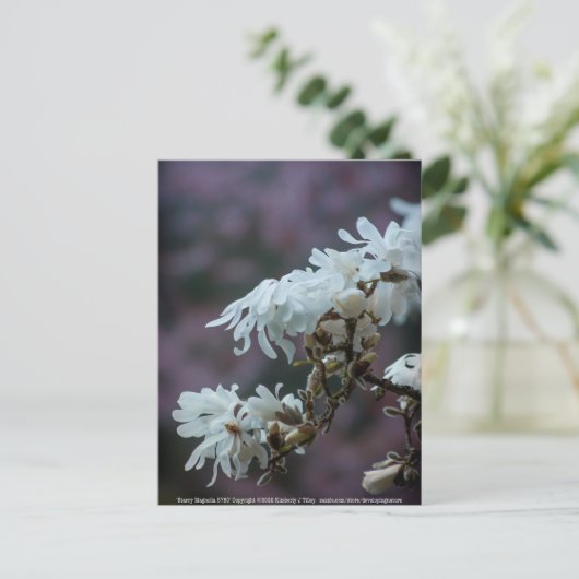 Starry Magnolia 5780 Briefkaart (Staand voorkant)