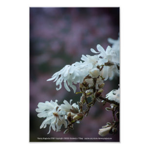 Starry Magnolia 5780 Foto Afdruk