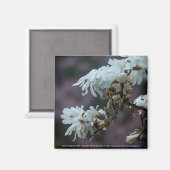 Starry Magnolia 5780 Magneet (Voorkant / Achterkant)