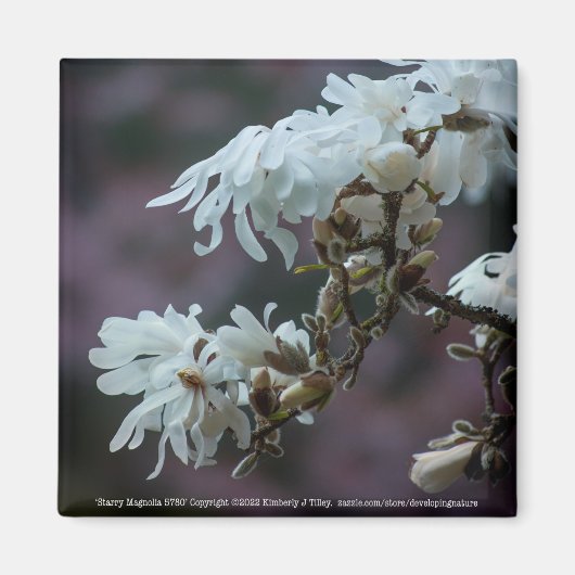 Starry Magnolia 5780 Magneet (Voorkant)