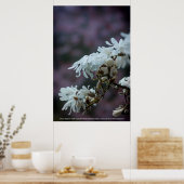Starry Magnolia 5780 Poster (Keuken)