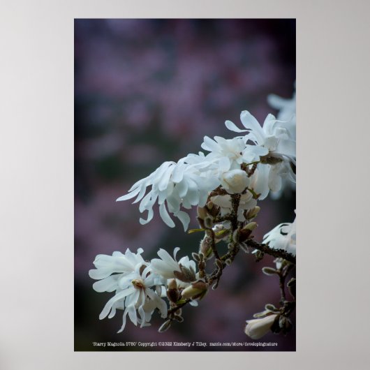 Starry Magnolia 5780 Poster (Voorkant)