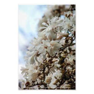 Starry Magnolia 5781 Foto Afdruk