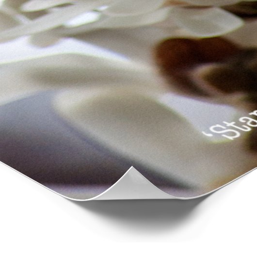 Starry Magnolia 5781 Poster (Hoek)