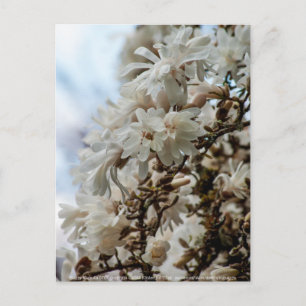 Starry Magnolia 5871 Briefkaart