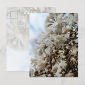 Starry Magnolia 5871 Briefkaart (Voorkant / Achterkant)