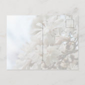 Starry Magnolia 5871 Briefkaart (Achterkant)