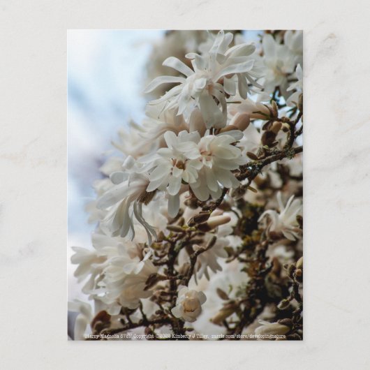 Starry Magnolia 5871 Briefkaart (Voorkant)
