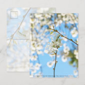 Starry Magnolia 6490 Briefkaart (Voorkant / Achterkant)