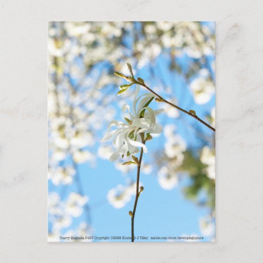 Starry Magnolia 6490 Briefkaart (Voorkant)