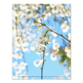 Starry Magnolia 6490 Foto Afdruk (Voorkant)