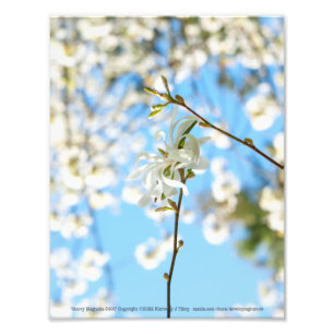 Starry Magnolia 6490 Foto Afdruk