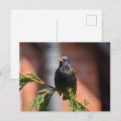 Starten Briefkaart (Voorkant / Achterkant)