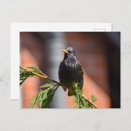 Starten Briefkaart (Voorkant / Achterkant)