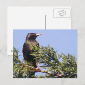 Starten in een Briefkaart van de Spruce-boom (Voorkant / Achterkant)