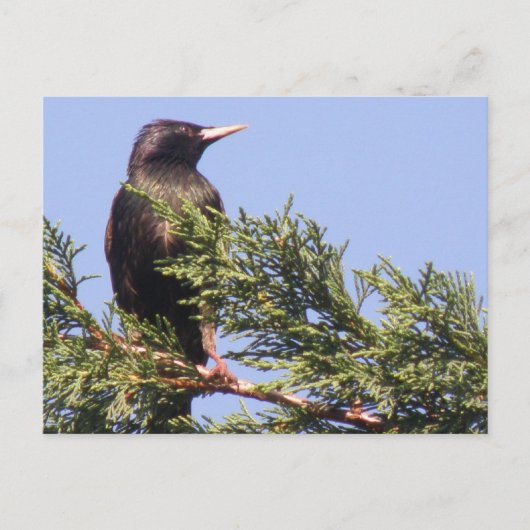 Starten in een Briefkaart van de Spruce-boom (Voorkant)