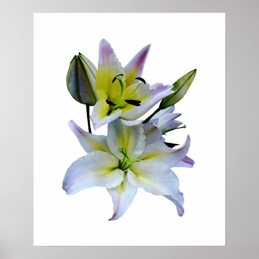 STARTEN ONDER $20 - Lieve witte luizen Poster (Voorkant)