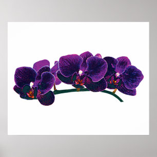 STARTEN ONDER $20 - Paarse Phalaenopsis Orchids Poster