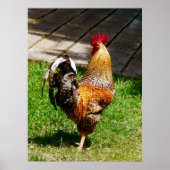 STARTEN ONDER $20 - Strutting Rooster Poster (Voorkant)