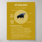 Starten Poster (Voorkant)