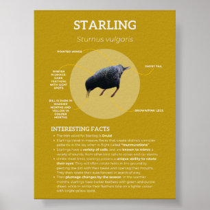 Starten Poster