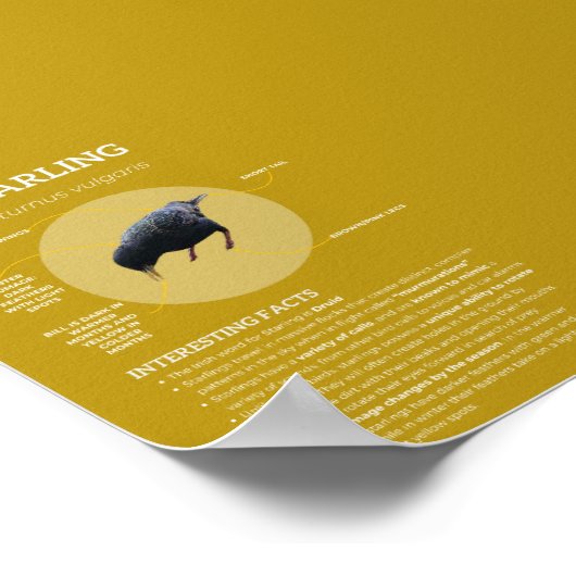 Starten Poster (Hoek)