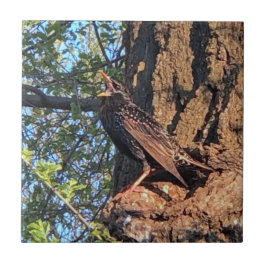 Startende vogelkeramische Tegel Tegeltje