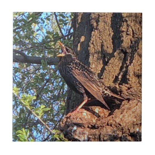 Startende vogelkeramische Tegel Tegeltje (Voorkant)