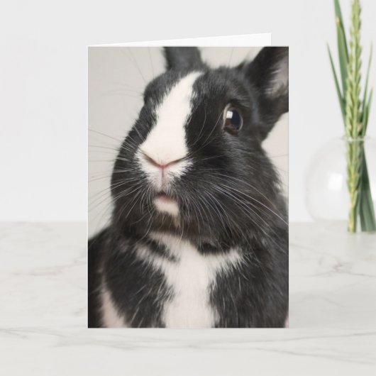 Startled Black and White Bunny Rabbit Kaart (Voorkant)
