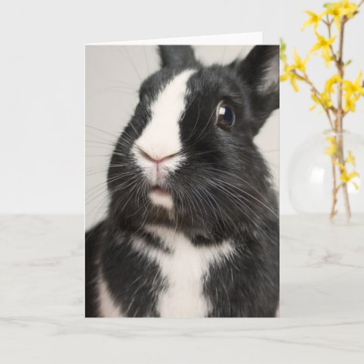 Startled Black and White Bunny Rabbit Kaart (Gele Bloem)