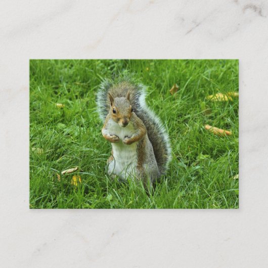 Startled Gray Squirrel, Bute Park, Cardiff Visitekaartje (Voorkant)