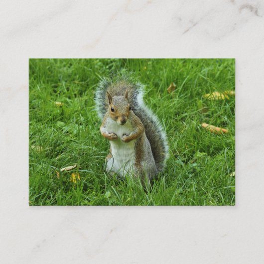Startled Gray Squirrel, Bute Park, Cardiff Visitekaartje (Voorkant)