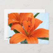 Startling Oranje Tiger Lily Briefkaart (Voorkant / Achterkant)
