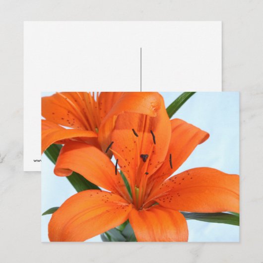 Startling Oranje Tiger Lily Briefkaart (Voorkant / Achterkant)