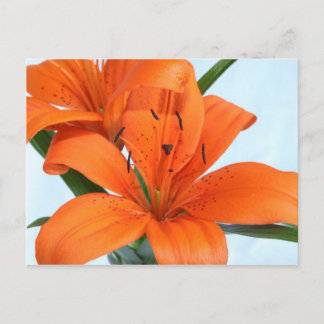Startling Oranje Tiger Lily Briefkaart