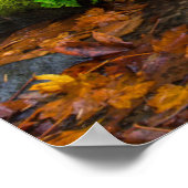 Starvation Creek Herfsten | Columbia Gorge, Oregon Poster (Hoek)