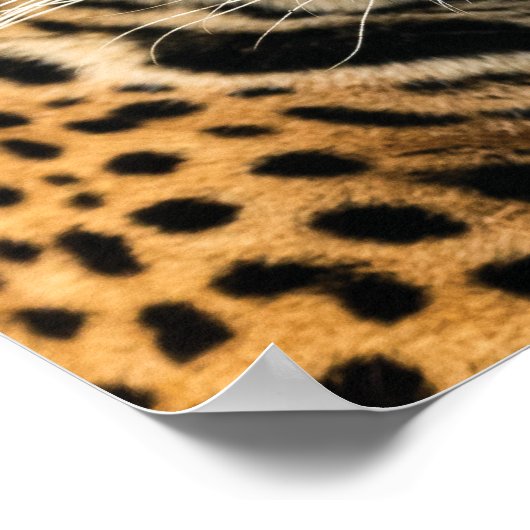 Starve Distracties, Feed Focus - Tijger Succes Poster (Hoek)