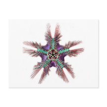 Starvis met vermakende armen