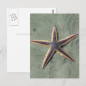 Starvis Paarse zee ster op strand Briefkaart (Voorkant / Achterkant)