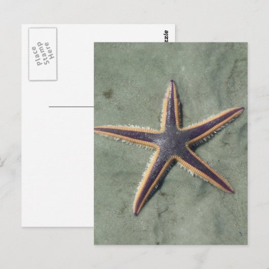 Starvis Paarse zee ster op strand Briefkaart (Voorkant / Achterkant)