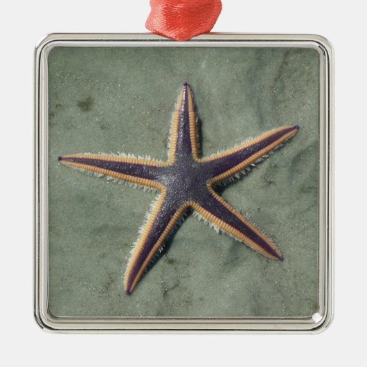 Starvis Paarse zee ster op strand Metalen Ornament (Voorkant)