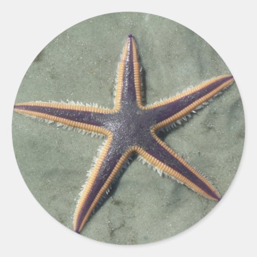 Starvis Paarse zee ster op strand Ronde Sticker (Voorkant)