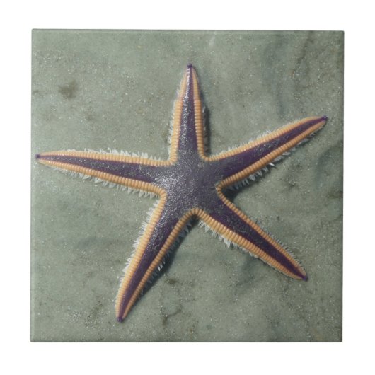 Starvis Paarse zee ster op strand Tegeltje (Voorkant)