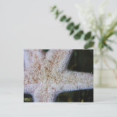 Starvissen Briefkaart (Staand voorkant)